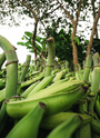 Photo of Raw Green Plantains